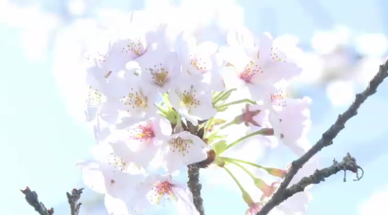 桜の開花　最新予想…福岡は平年と同じ3月22日　一番乗りは東京　1週間程度で満開に　ウェザーニューズ発表